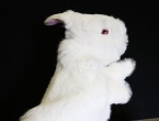 Coniglio Bianco - Pupazzo 30 cm