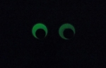 Occhi da Dito Fosforescenti Grandi - 6 cm - al pezzo