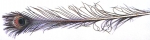 Piuma di Pavone 93-97 cm - al pz