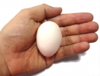 Uovo in Lattice - Bianco - al pz